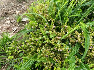 丛生的绿色植物