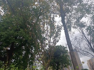 茂密树林中的高大树木