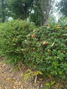 绿意盎然的灌木丛景观