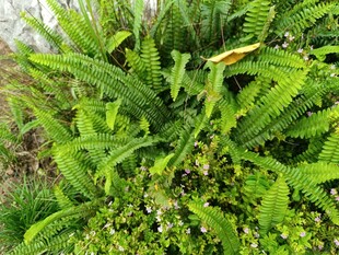 翠绿蕨类植物生机盎然