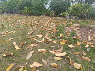 秋日草地落叶景致