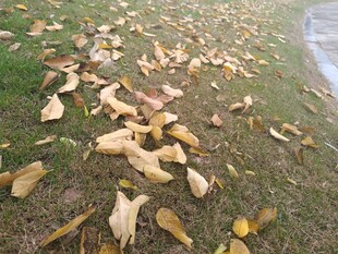 秋日草地落叶景象