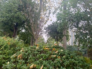 林间繁茂绿植与高大树木