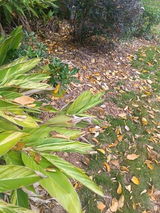 庭院绿植与落叶景致