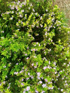 繁茂绿植中的紫色小花