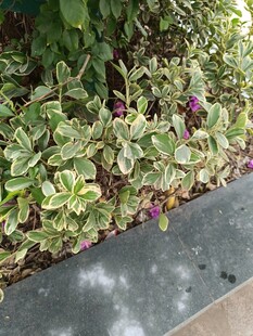 绿叶丛中现紫色小花