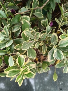 金边绿叶植物特写