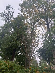 茂密树林中的高大树木