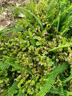 翠绿繁茂的蕨类植物