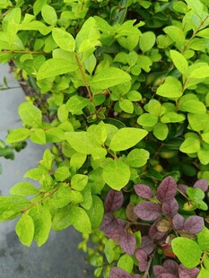 绿叶与紫叶植物特写