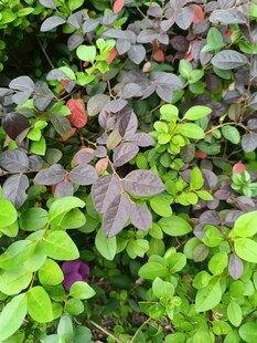 多彩植物叶片特写