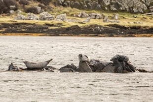 海面上的海豹群