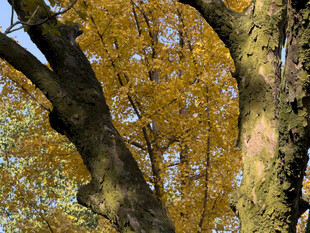 秋日金黄树叶的繁茂树枝