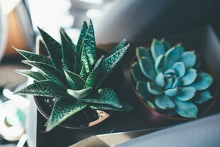 两株别致多肉植物特写