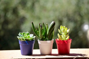 多彩花盆中的多肉植物