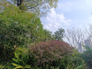 绿意盎然的户外植物景观