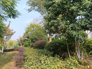 林间小径旁的繁茂绿植