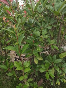 绿叶繁茂的植物景观