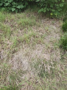 草地景象绿意与枯黄交织