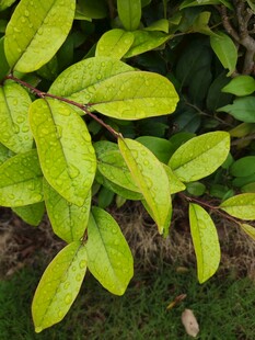 嫩绿叶片的清新植物景象