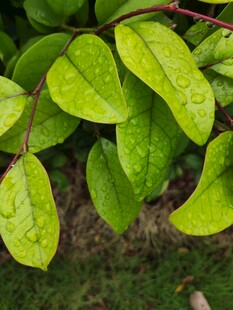 翠绿叶片上的晶莹水珠