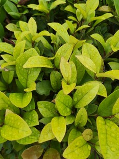 翠绿鲜嫩的绿植叶片