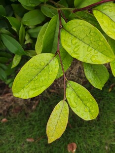 翠绿叶片上的晶莹水珠