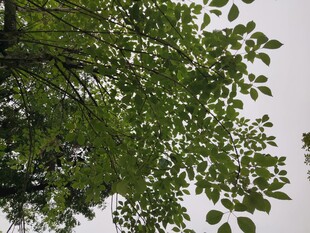 绿叶繁茂的树梢