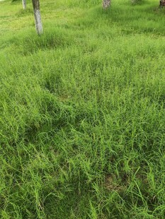 翠绿草地生机盎然