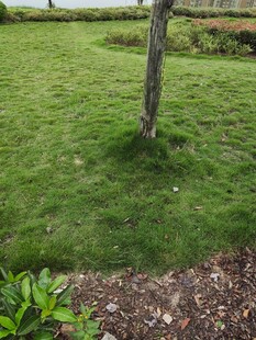 绿意盎然的草地与小树