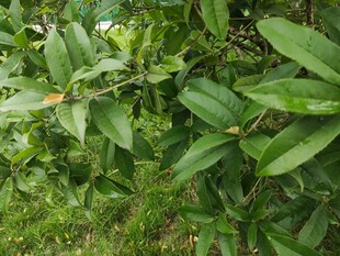 绿叶繁茂的植物景象
