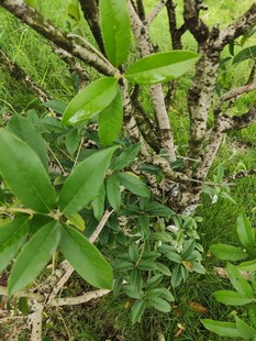 绿叶繁茂的植物枝干