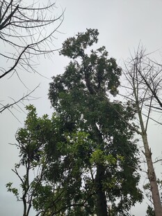 挺拔绿树与枯木对比景观