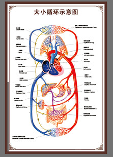 大小循环示意图