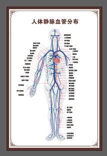 人体静脉血管分布