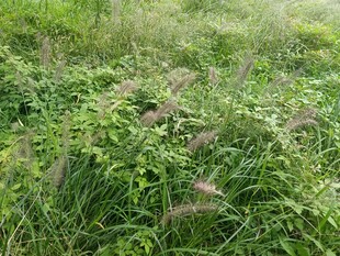 野外繁茂的绿色植物景观