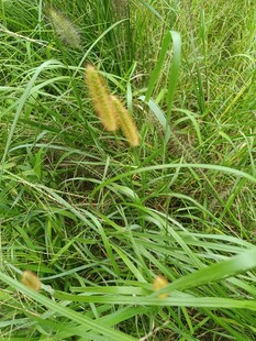 草丛中的黄色植物穗