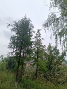 野外葱郁树林景观