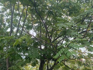 茂密树林中的繁茂枝叶