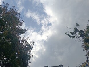 蓝天白云下的树梢景致