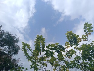 蓝天绿树间的清新景致