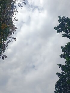 天空下的树木与云层