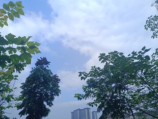 绿树蓝天间的清新景致