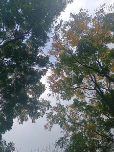 仰视茂密树林树冠