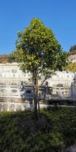 孤树挺立在石砌景观旁