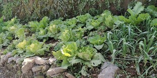 菜园里的鲜嫩绿色蔬菜