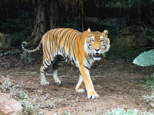 森林中漫步的斑斓猛虎