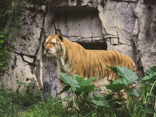 岩石旁的威武老虎