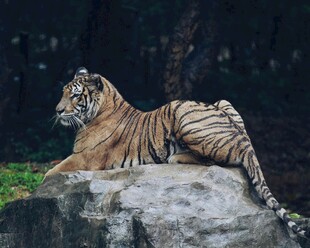 岩石上休憩的斑斓老虎