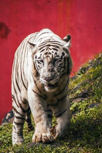 白虎漫步于红墙绿草间